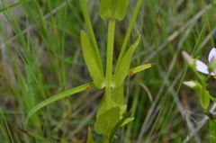 Sabatia brachiata