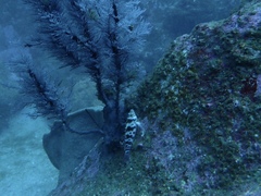 Cirrhitichthys aprinus