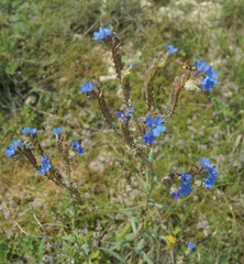 Anchusa leptophylla