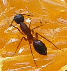 Camponotus barbaricus