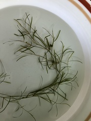 Potamogeton foliosus