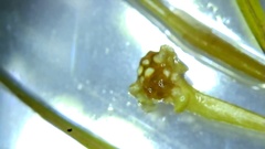 Potamogeton foliosus