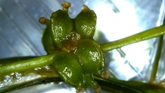 Potamogeton foliosus