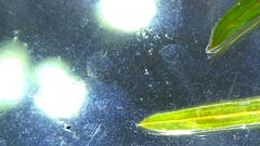 Potamogeton foliosus