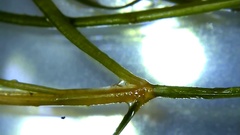 Potamogeton foliosus