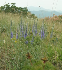 Veronica spicata
