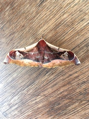 Holocerina smilax