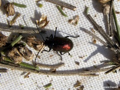 Freudeita cupripennis