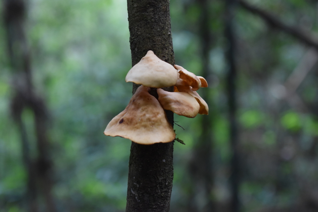 Mycobonia flava · June 2021 · photo: © vero1304 (iNaturalist, cc-by-nc)
