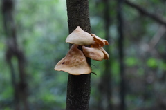 Mycobonia flava