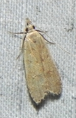 Dichomeris punctidiscellus