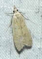 Dichomeris punctidiscellus