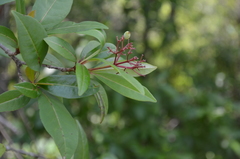 Viburnum nitidum