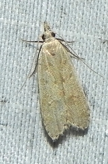 Dichomeris punctidiscellus