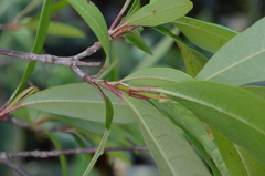 Viburnum nitidum