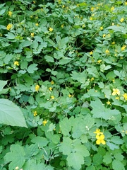Chelidonium majus