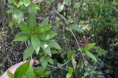 Viburnum nitidum