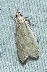 Dichomeris punctidiscellus