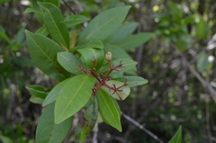 Viburnum nitidum