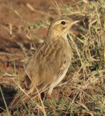 Anthus leucophrys