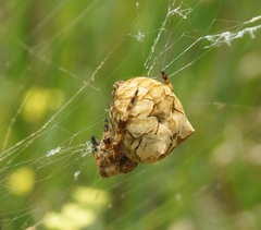 Araneus grossus