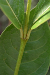 Viburnum nitidum