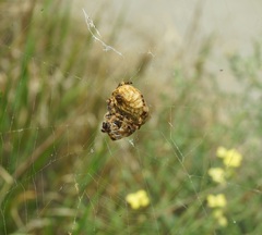 Araneus grossus