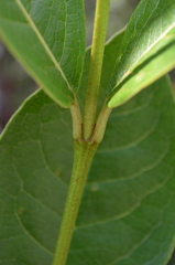 Viburnum nitidum