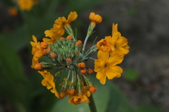 Primula bulleyana