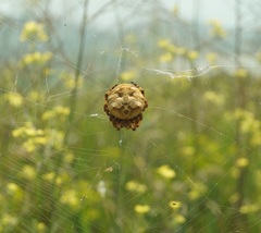 Araneus grossus