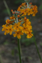 Primula bulleyana