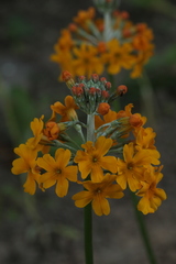 Primula bulleyana
