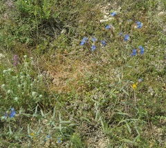 Anchusa leptophylla