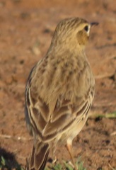 Anthus leucophrys