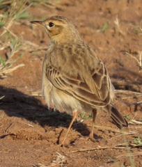 Anthus leucophrys