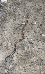 Crotalus oreganus oreganus