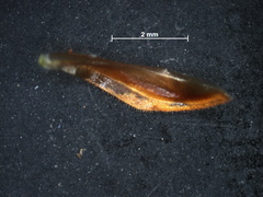 Xyris louisianica