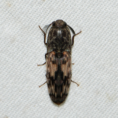 Pherhimius fascicularis