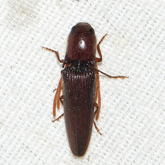 Dicrepidius palmatus