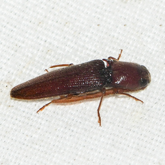 Dicrepidius palmatus