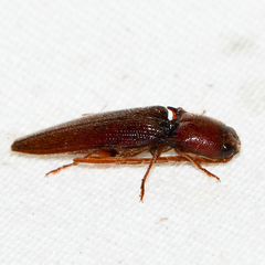 Dicrepidius palmatus