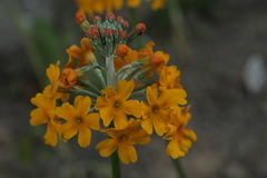 Primula bulleyana