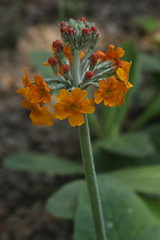 Primula bulleyana