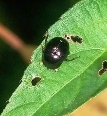 Pseudocanthon perplexus