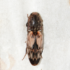 Pherhimius fascicularis