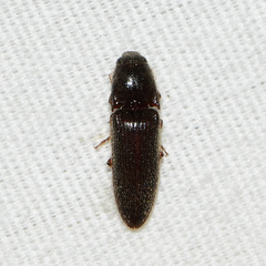 Dipropus soleatus