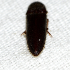Dipropus soleatus