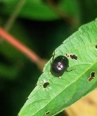 Pseudocanthon perplexus