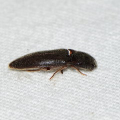 Dipropus soleatus