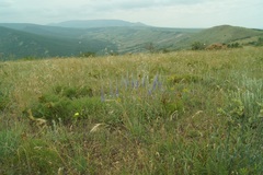 Veronica spicata